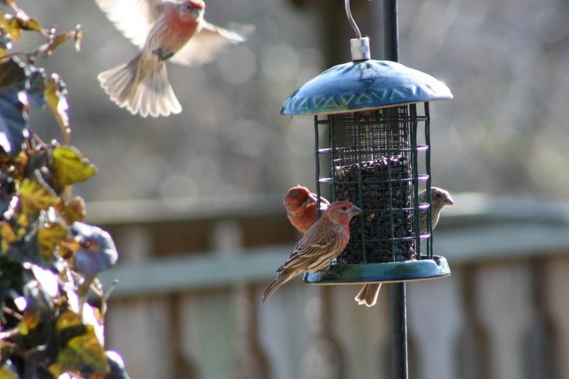 The finches are busy!